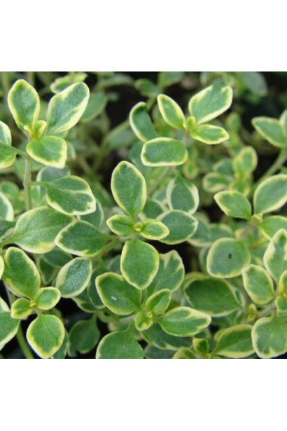 Чебрець лимонний Голден Лемон